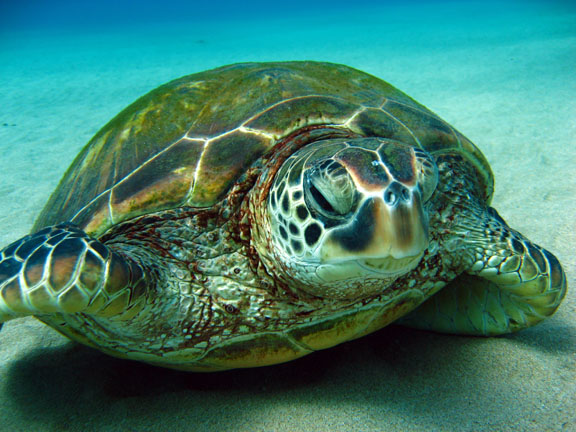 sea turtle green