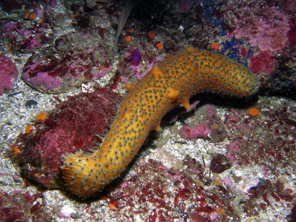 Pictures Of Sea Cucumber - Free Sea Cucumber pictures 