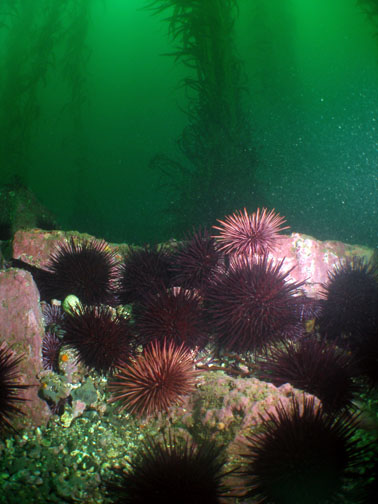 sea-urchins_dave-rudie.jpg