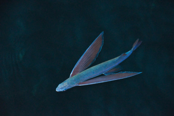 California Flyingfish (Cheilopogon pinnatiibarbatus)