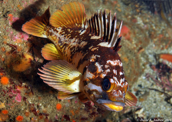 Gopher Rockfish (Sebastes carnatus)