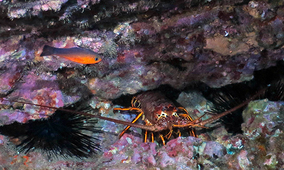 Guadalupe Cardinalfish and Lobster
