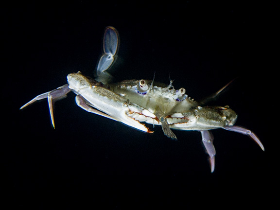 Swimming Crab Eating a Blackspotted Shrimp