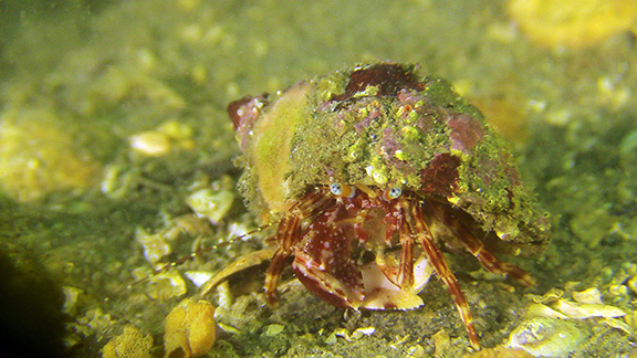 Hermit Crab (Phimochirus californiensis)