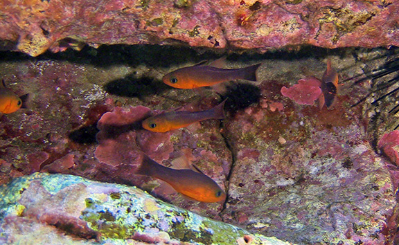 Guadalupe Cardinalfish