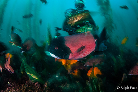 Reef scene with sheephead and diver