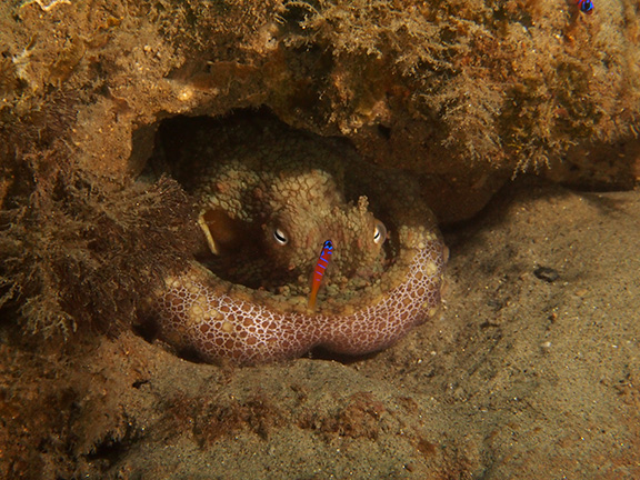 Octopus and Bluebanded Goby