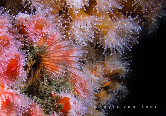 Club-tipped Anemones