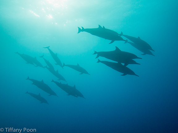 Hawaiian Spinner Dolphins