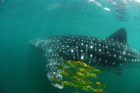 Whale Shark and Golden Trevally