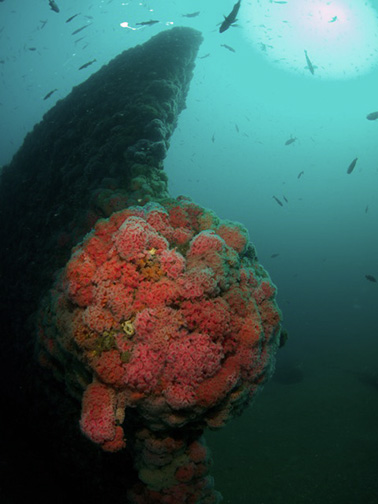 Wreck of the Palawan