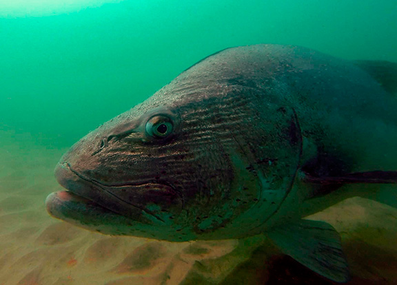 Giant Sea Bass