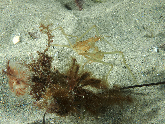 Hemphill's Kelp Crab