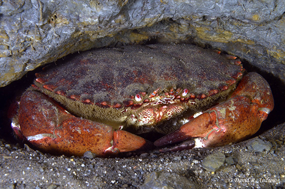 Brown Rock Crab