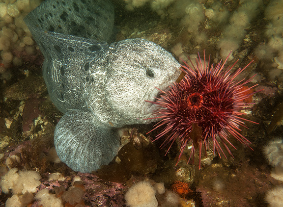 Wolf Eel and Urchin