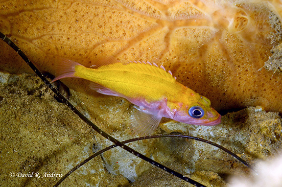 Juvenile Starry Rockfish