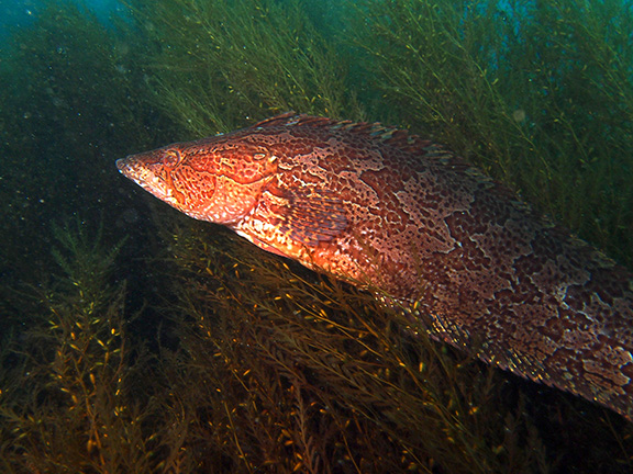 Giant Kelpfish