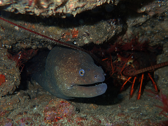 Moray and Lobster