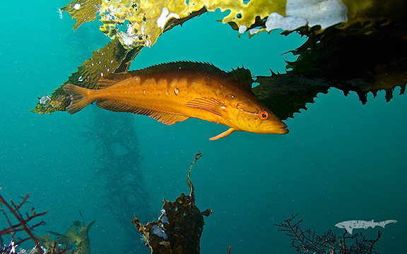 Giant Kelpfish