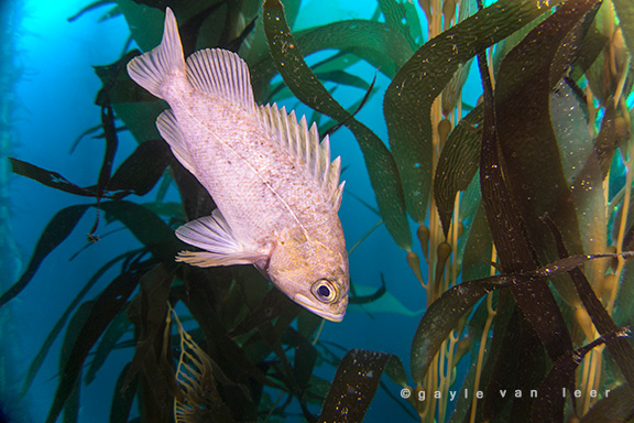 Kelp Rockfish