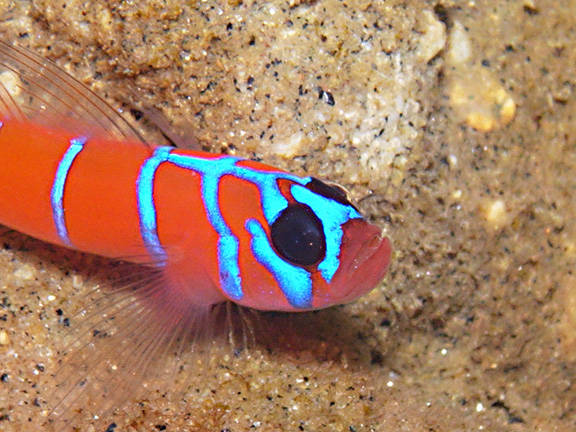 Bluebanded Goby