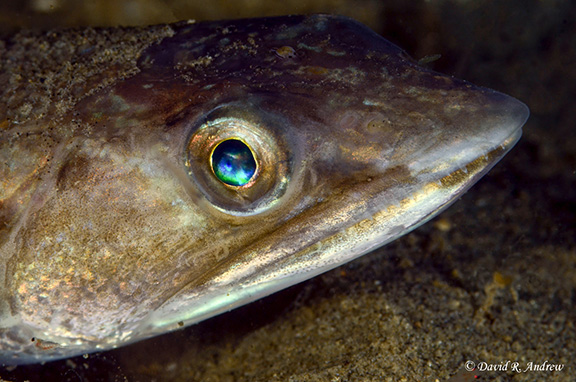 California Lizardfish