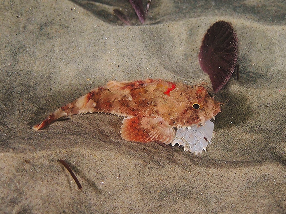California Scorpionfish