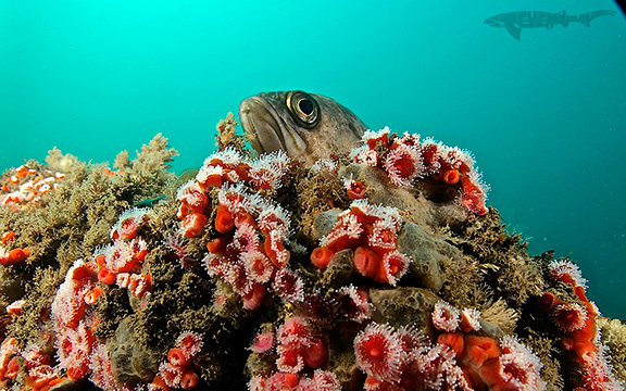 Kelp Rockfish