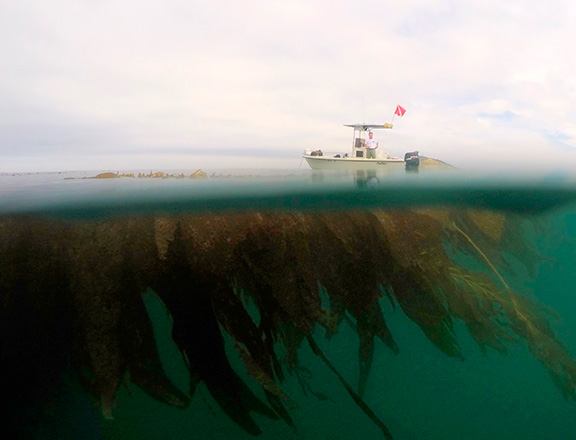 Over/Under Kelp Photo