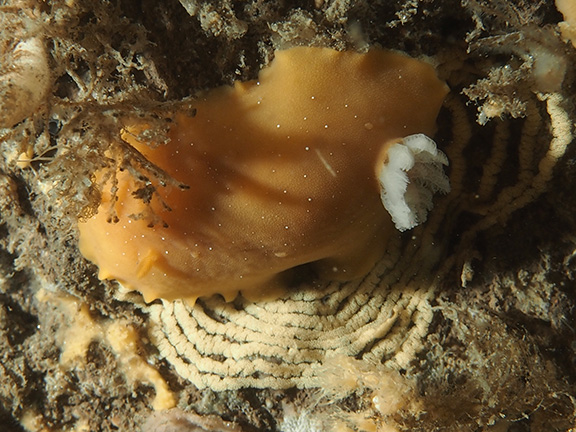 Baptodoris mimetica