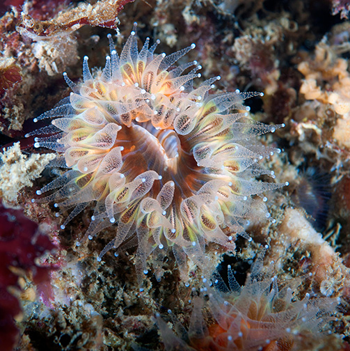 Brown Cup Coral