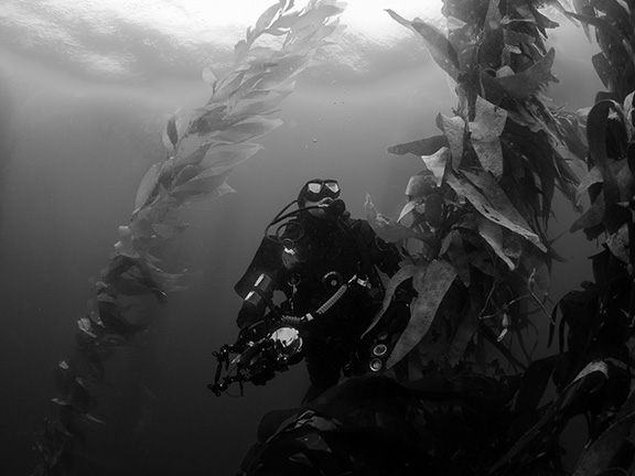 Diver in Kelp