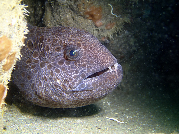 wolf eel pictures