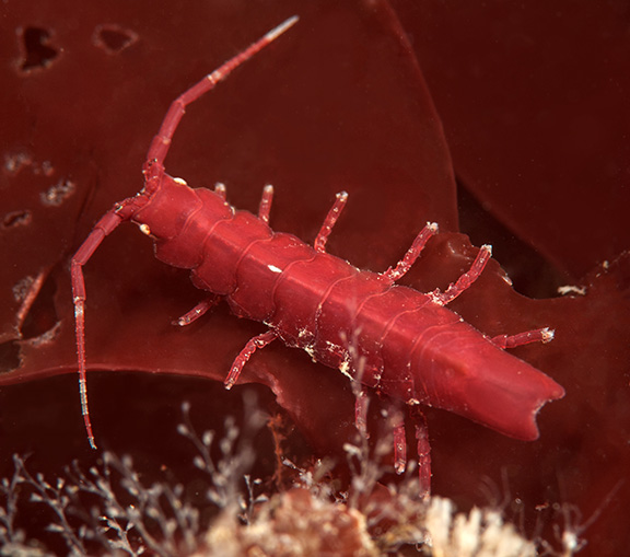 An Isopod