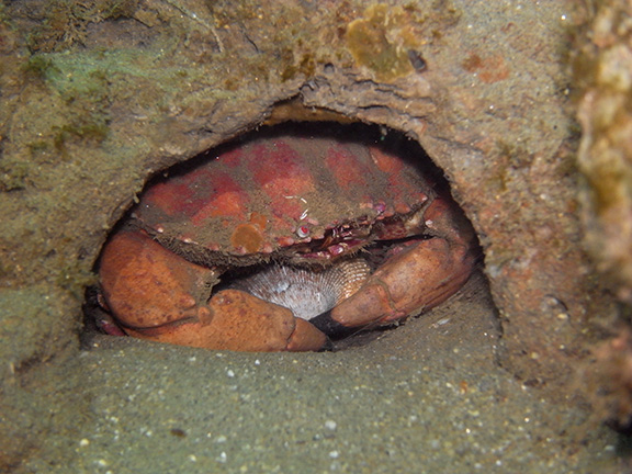 probably a Brown Rock Crab