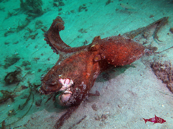 Octopus eating a Brown Rock Crab