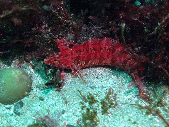 Crevice Kelpfish