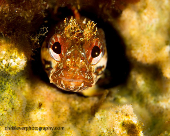 Yellowfin Fringehead