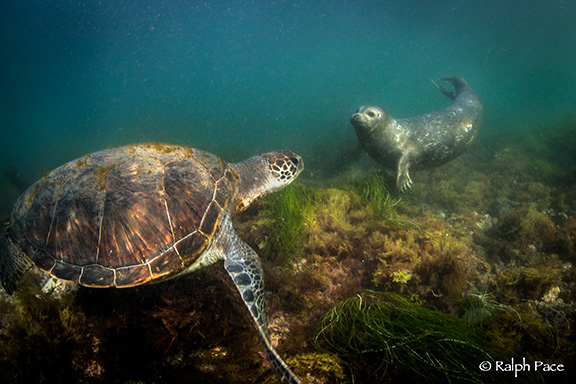 Green Sea Turtle and Harbor Seal