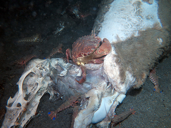 Shrimp and a crab feed on a dead sea lion