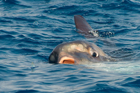 Ocean Sunfish eating By-the-Wind Sailors