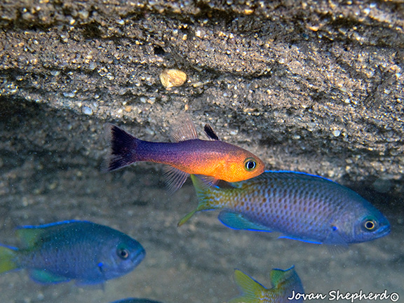 Juvenile Cardinalfish