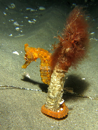 Pacific Seahorse