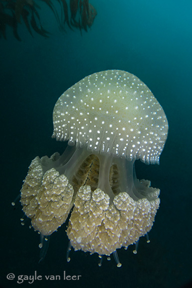 White-spotted Jellyfish