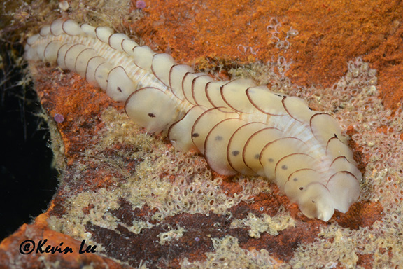 Scaleworm