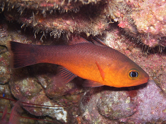 Plain Cardinalfish