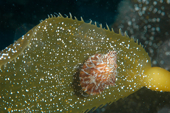 Kelp Scallop