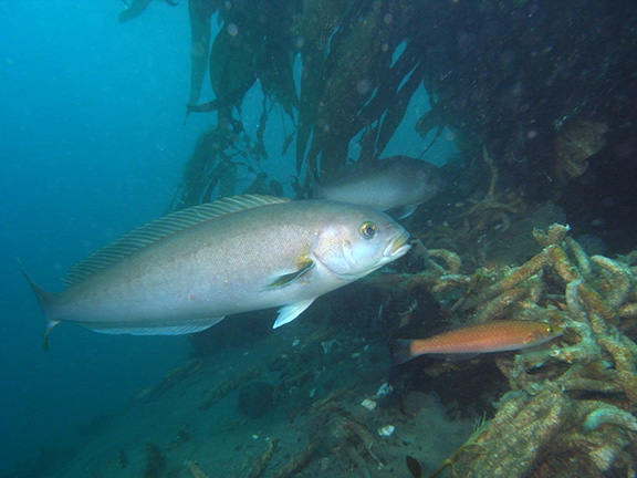 Ocean Whitefish
