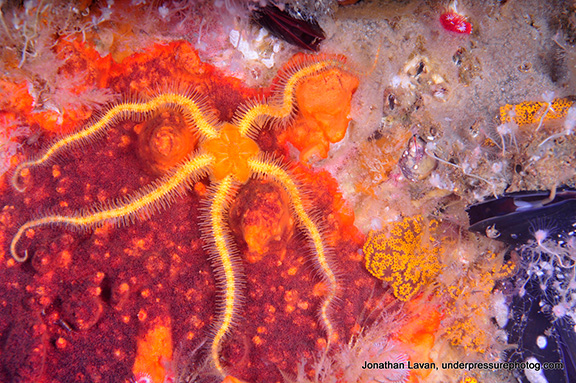 Spiny Brittle Star