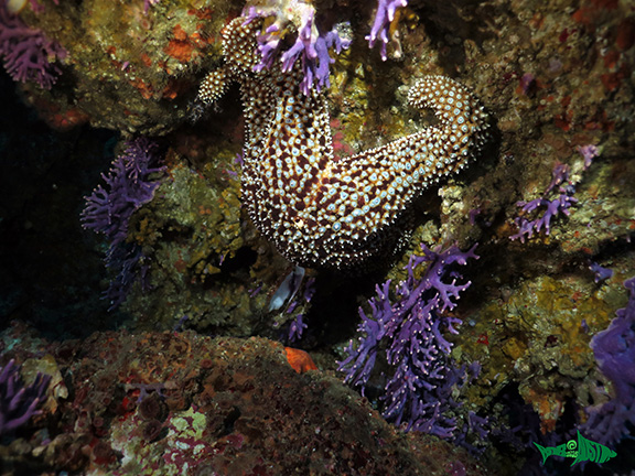 Giant Spined Star and California Hydrocoral